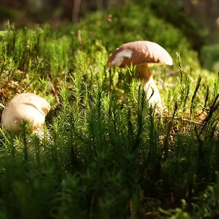 приватна гоф - гірський релакс Hof - Mountain Retreat & Near Dragobrat, Bukovel Herberg Yasinya